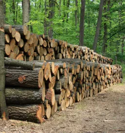 Sečnja in spravilo lesa Goriška