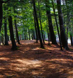 Gozdarstvo Celje, Savinjska