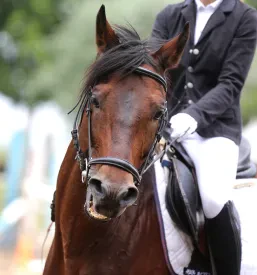Horse riding school