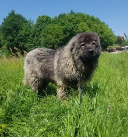 Hrana za pse brez glutena Slovenija
