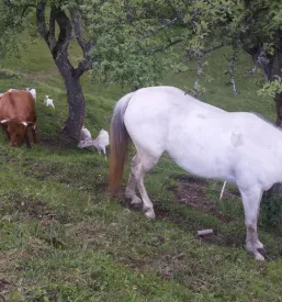 Affordable accommodation near Bled, Slovenia