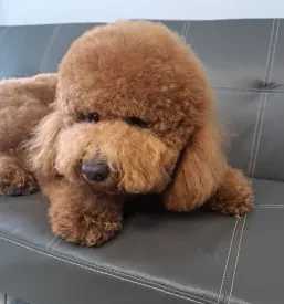 Dober pasji salon