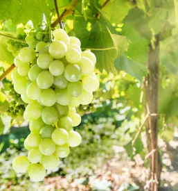 Vrhunska vina Goriška Brda