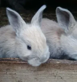 Veterinar za male živali Ivančna Gorica