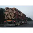 Gozdarske storitve Prunus
