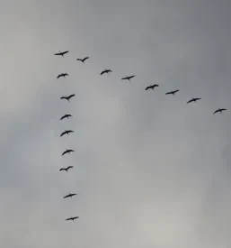 Društvo za ptice Ljubljana, Osrednja Slovenija