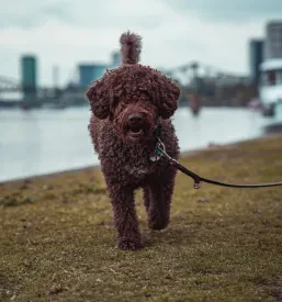 Pasji mladiči Lagotto Romagnolo Slovenija