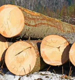 Delo v gozdu in urejanje gozdnih površin Gorenjska