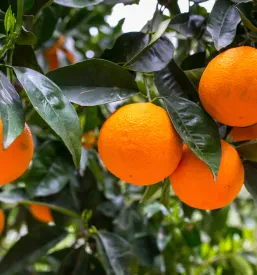 Spletna prodaja BIO citrusovSlovenija