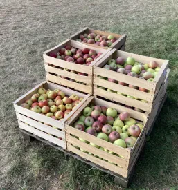 Leseni zaboji za sadje in skladiščenje pridelkov