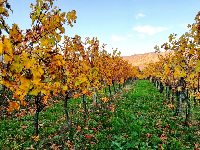 Priprava za pokušino belih vin Dve steklenici vrhunskega belega vina in prigrizki so pripravljeni za degustacijo vin Vipava, postavljeni na leseni mizi.