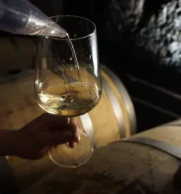 Pokušina vin Vipava
