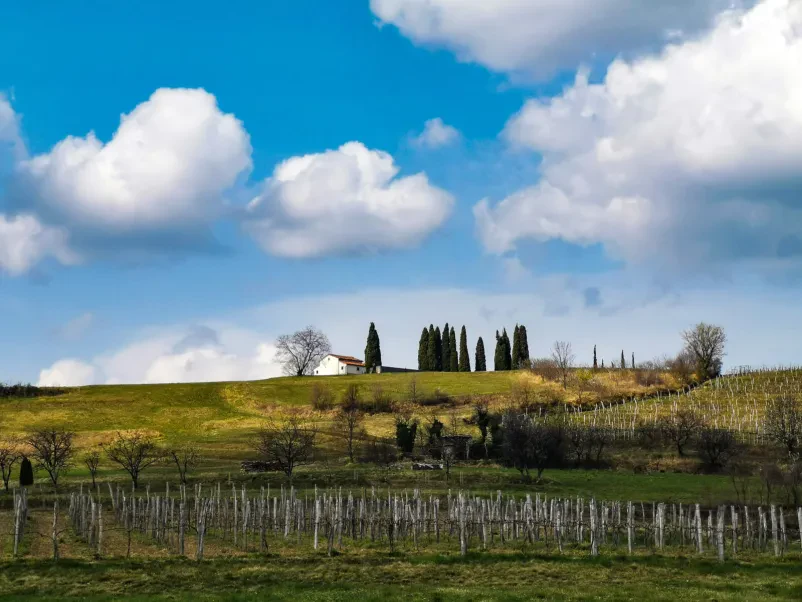Vinar s kozarcem vina v vinogradu Nasmejan vinar s kozarcem belega vina stoji v bujnem vinogradu. Idealna priložnost za degustacijo vin Vipava in spoznavanje vinarstva.