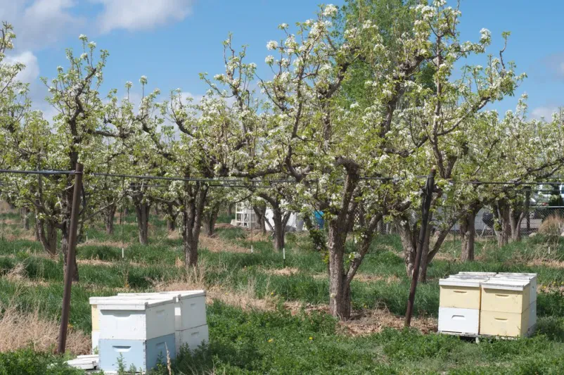 Prekrasen pomladni sadovnjak v polnem cvetju, z razporejenimi panji za opraševanje. Prizor spomladanskega jutra, ki obljublja bogato letino domačega sadja. To je tipičen prizor za Ekološka kmetija Jelčič Brežice.