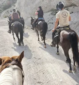 Ježa na terenu Koroška