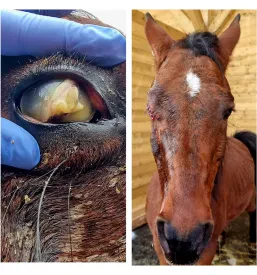Dežurni veterinar Osrednja Slovenija
