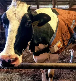 Dežurni veterinar v Osrednji Sloveniji