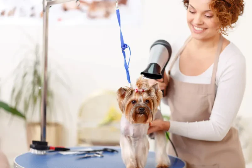 Yorkshire terier stoji na mizi, medtem ko mu groomer s profesionalnim sušilcem za lase skrbno oblikuje in suši dlako po kopanju.