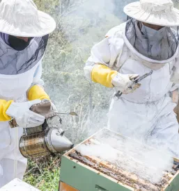 Dva čebelarja, moški in ženska, skupaj uporabljata dimilnik ob panjih na polju. Njuno predano delo prispeva k ugledu in uspehu dobro čebelarstva Poljčane.