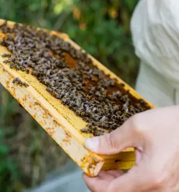 Bližnji posnetek čebelarjeve roke, ki drži satje s čebelami. To je osnova za kakovosten domači med Poljčane, okolica.