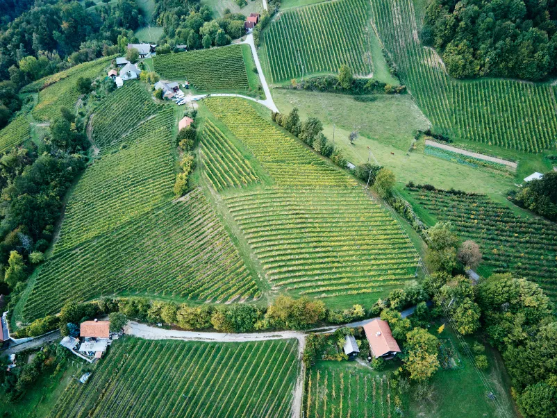 Meum vinogradi iz zračne perspektive Čudovit pogled iz ptičje perspektive na razprostirajoče se vinograde in vinske trte v sončnem dnevu, prizorišče butične vinske kleti.