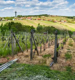 Prodaja trsnih cepljenk Štajerska Slovenija