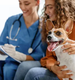 Dežurni veterinar v Dravogradu