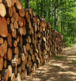 Gozdarske storitve in sečnja Posočje