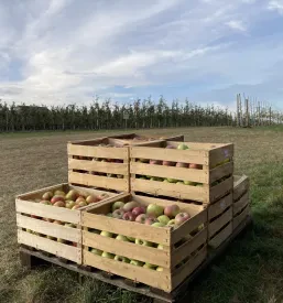Veleprodaja jabolk na Štajerskem