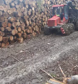 Urejen kup različnih vrst lesa, pripravljenega za prodajo in nadaljnjo obdelavo, kar poudarja ponudbo kvalitetnega lesa.