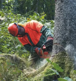 Sveže posekani hlodi so zloženi ob gozdni cesti, pripravljeni za odvoz, kar je ključni del Gozdarske storitve, sečnja in spravilo lesa Posočje.