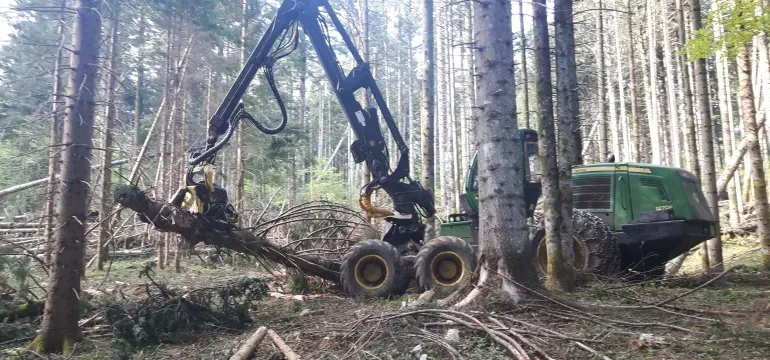 Hlodovinski les v gozdnem skladišču Sveže posekan hlodovinski les je shranjen v naravnem okolju gozda, pripravljen za nadaljnjo obdelavo in transport.