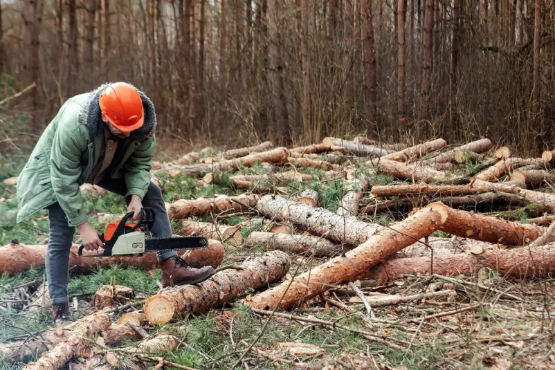 Gozdar v zaščitni obleki uporablja motorno žago za posek dreves v gozdu. Ta dejavnost zahteva veliko spretnosti in previdnosti, saj je posek lesa nevarno, a nujno delo.