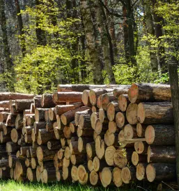 Sveže posekana drevesna debla so urejeno zložena ob gozdni poti, pripravljena za nadaljnji transport. Les je naraven material, ki se uporablja za različne namene.