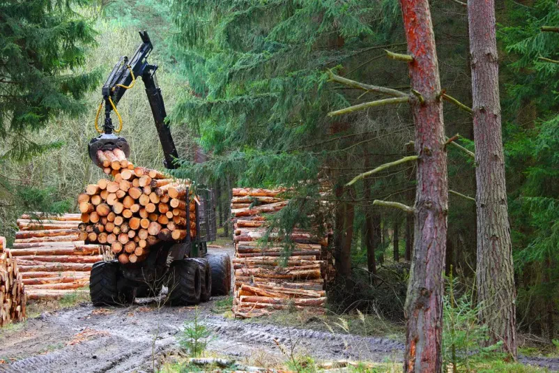 Gozdarski kombajn v polnem delovanju med posekom lesa, kjer avtomatizirano seka in obdeluje drevesa v gozdu. To je ključna faza gozdarskih storitev, ki zagotavlja učinkovitost in varnost.