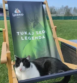 Maček na ležalniku bara