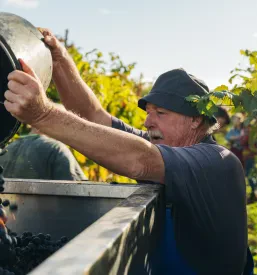 Stresanje pobranega grozdja v prikolico med vinogradi