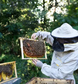 Povezovanje in izobraževanje čebelarjev Razkrižje, Pomurje
