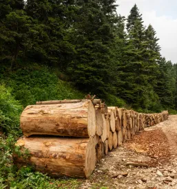 Sečnja lesa Jezersko, Gorenjska